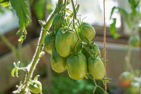 3 Clever Ways To Grow Tomatoes Through Winter - Tomato Bible