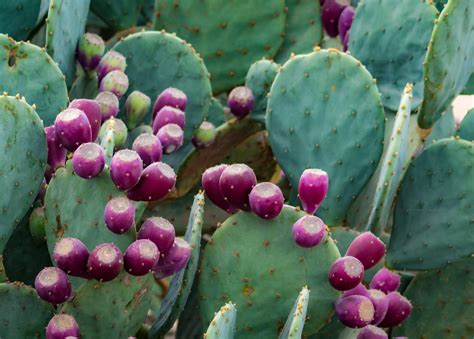 When do Cacti Bloom in Arizona? - GoSeeAZ.com