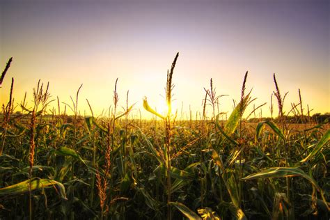 corn-field-at-sunset | Ohio Environmental Council