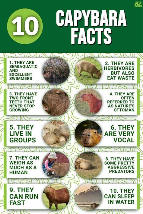 10 Incredible Capybara Facts - A-Z Animals