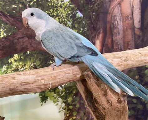 palid blue quaker parrot - Birds for Sale in Texas | Bird Breeder Near me | Bird & Beyond