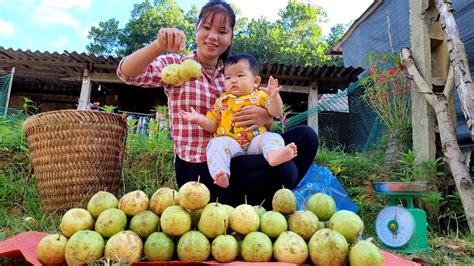 Harvesting guava to sell, hoeing beds to compost garden, preparing to plant vegetables - YouTube