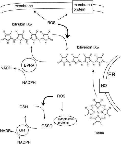 Biliverdin reductase: A major physiologic cytoprotectant | PNAS