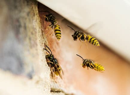 Hornet & Wasp Exterminator – Bug Pro Pest Control