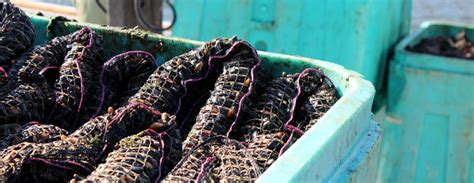 Shellfish Farming in Port Hardy - Aquaculture, Seafood, Seaweed, Crab ...