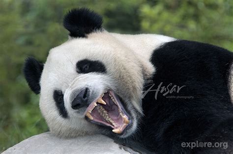 Giant panda yawning and showing its impressive teeth; Wolong Reserve ...