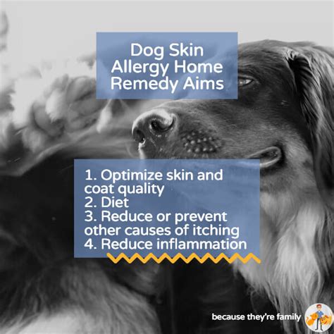 Vet-Approved Home Remedies to Beat Your Dog's Skin Allergies — Our Pet's Health