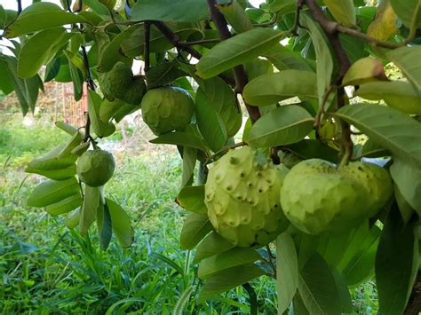 Annona, Cherimoya, Custard Apple: Exotic Fruit in South Italy