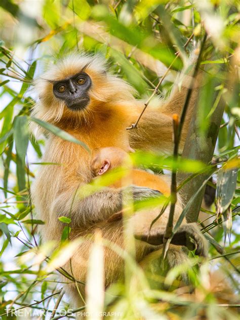 Golden Langur with Baby