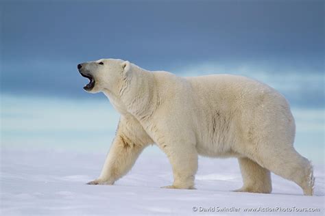 Photographing Polar Bears in Alaska - Part 1 : Action Photo Tours