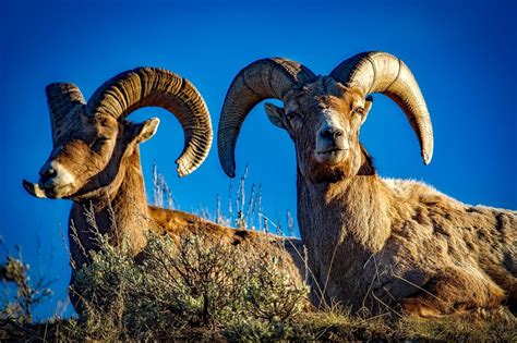 The Wildlife of Yosemite National Park - Animals Network