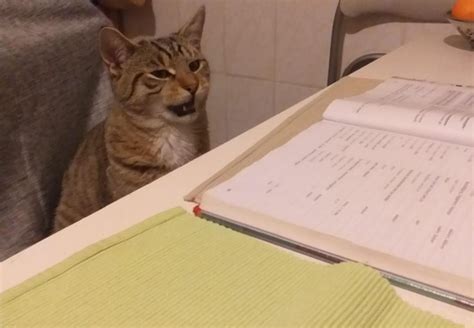 Be quiet My cat is studying - Meme Guy