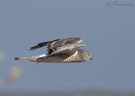 Male Northern Harrier Flying Fast – Feathered Photography