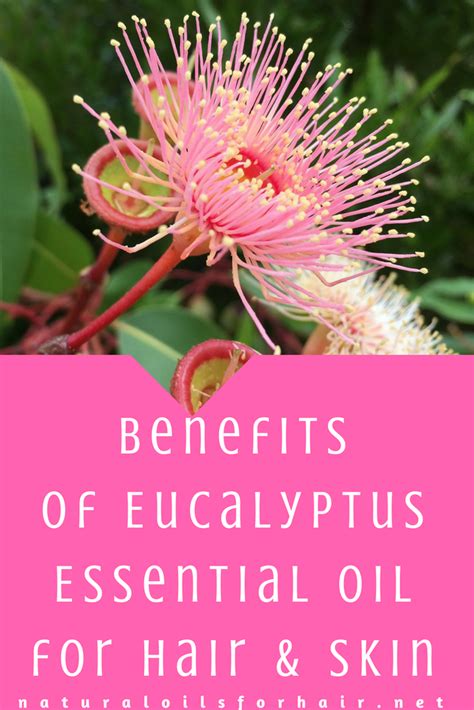 Eucalyptus Essential Oil for Hair and Skin | Essential oils for hair, Eucalyptus essential oil ...