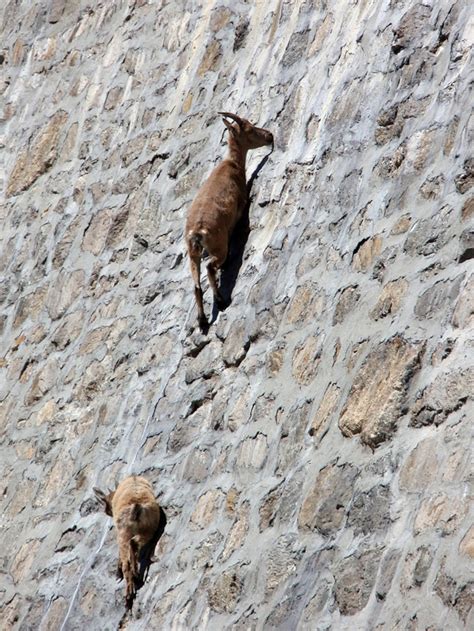 Mountain Goat Climbing