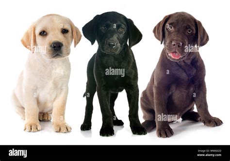 puppies purebred labrador retriever in front of white background Stock Photo - Alamy