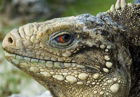 Cuban iguana | El Baga Wildlife Park, Cayo Coco, Cuba. Latin… | Flickr