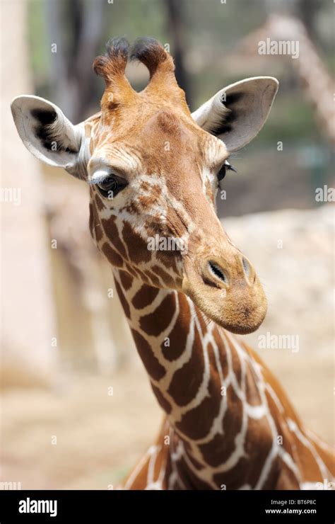 Giraffidae species hi-res stock photography and images - Alamy