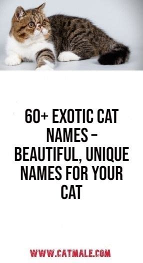 60+ Exotic Cat Names for Your Unique Feline Companion