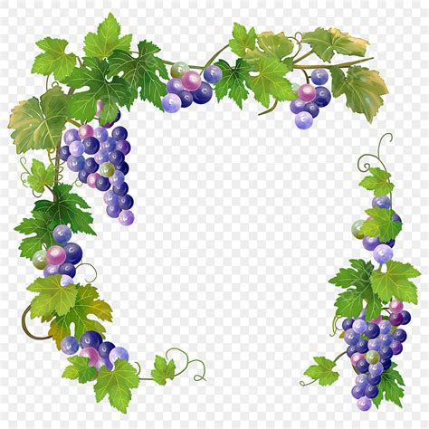 Vines Border Clipart PNG Images, Watercolor Vine Border, Grape, Rattan ...