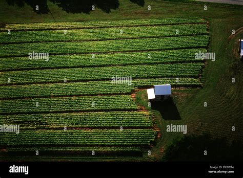 Virginia Tobacco Farm Stock Photos & Virginia Tobacco Farm Stock Images - Page 2 - Alamy