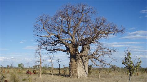 Carvings on Australia’s boab trees reveal a generation’s lost history ...