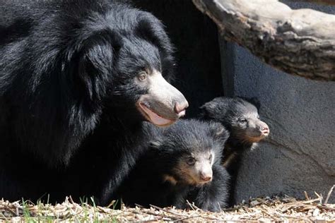 Sloth Bear Cubs