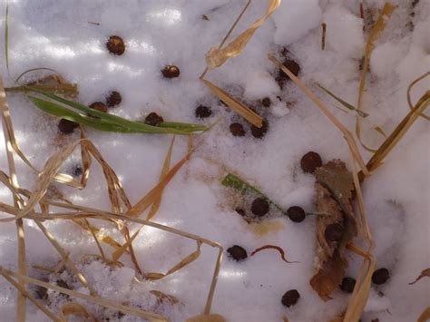 Signs of Life | These are rabbit droppings that were on the … | Flickr