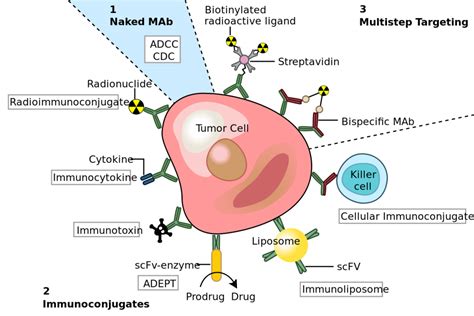 Passive Antibody Therapy – MicroBiotics