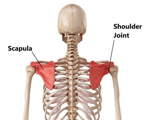 Scapula Stability - My Family Physio | Scapula, Scapula exercises ...