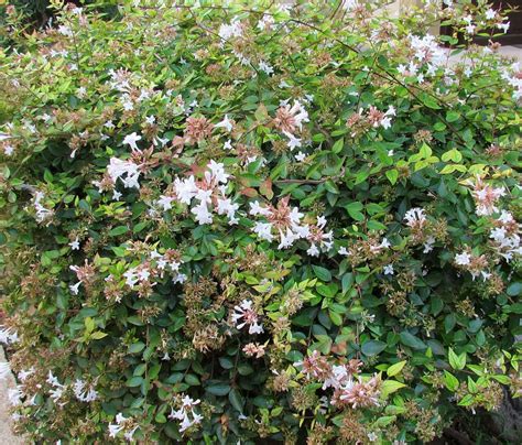 Abelia Grandiflora - Glossy Abelia