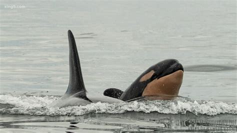 New J-pod orca calf, J57, is a male and last spotted near Point Roberts ...