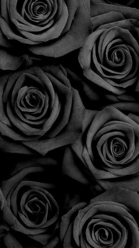 Black Rose Flower Background Wallpaper | Best Flower Site