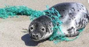 Image result for animals stuck in plastic | Ocean pollution, Marine animals, Marine pollution