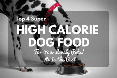 Top 4 Super High Calorie Dog Food For Your Lovely Pets! 2018 Edition