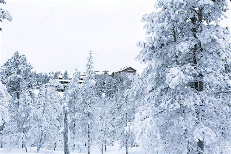 Photo in the White Wood of Saariselka during Winter Editorial Photo - Image of architecture ...