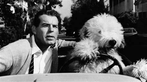 The Shaggy Dog (1959) | MUBI