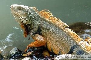 Puerto Rican Wildlife - Parrots, Snakes, Reptile, Turtles | PRDayTrips