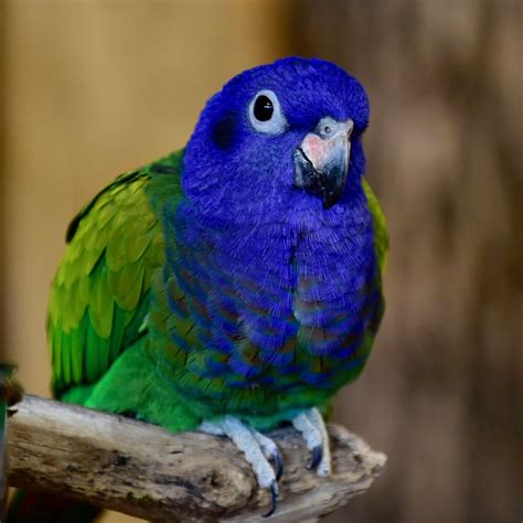 Pionus Parrot Bird - How much does a pianos parrot cost? - Bird Baron