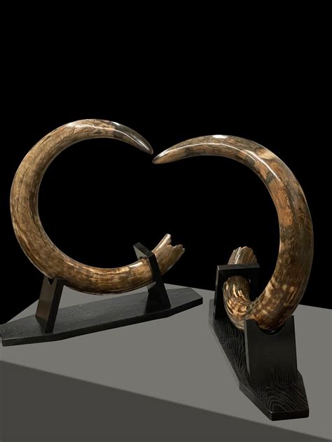 Huge Mammoth Tusk Set for Sale – Fossil Realm