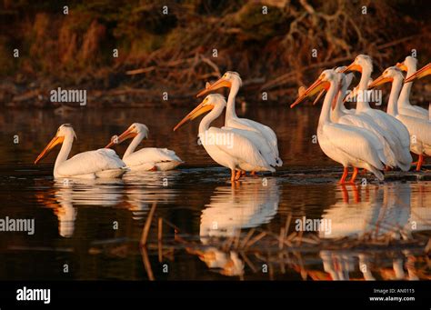 Lake of the Woods Stock Photo - Alamy