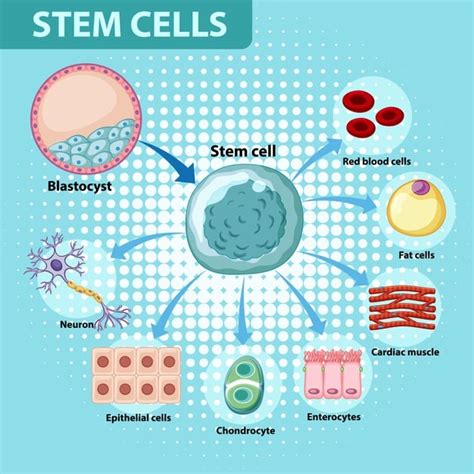 Stem Cells: Definition, Function, Types, Applications, And Importance