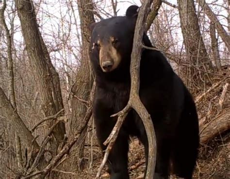 Rare footage of a black bear emerging from his den after hibernation.