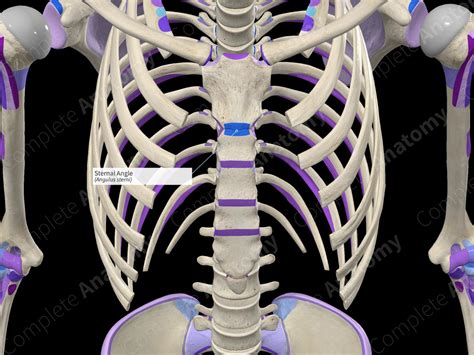 Sternal Angle | Complete Anatomy