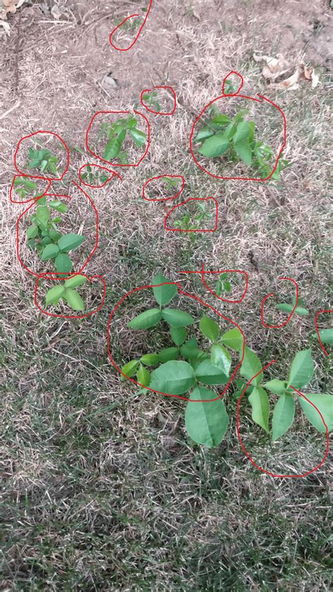 Poison Ivy Removal Toronto | Safe Poison Ivy Spray | LawnSavers