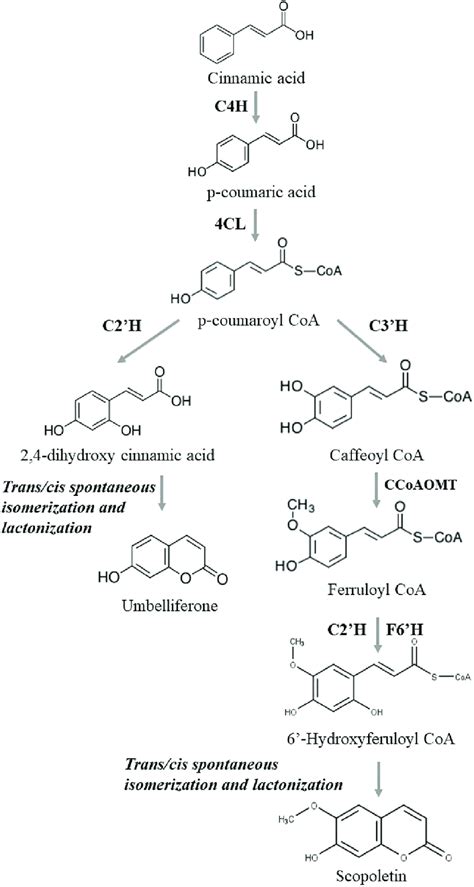 Biosynthesis of scopoletin and umbelliferone. | Download Scientific Diagram