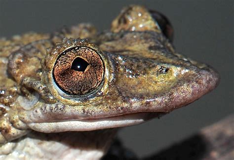 Venomous Frogs Use Deadly Face Spines To Slay Their Enemies | Gizmodo Australia