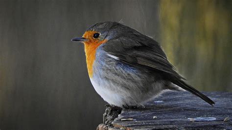 Erithacus rubecula | Petirrojo: características, cómo distinguirlo, qué come, dónde vive y ...