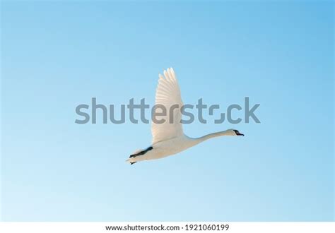 31,256 Swan Flying Images, Stock Photos & Vectors | Shutterstock