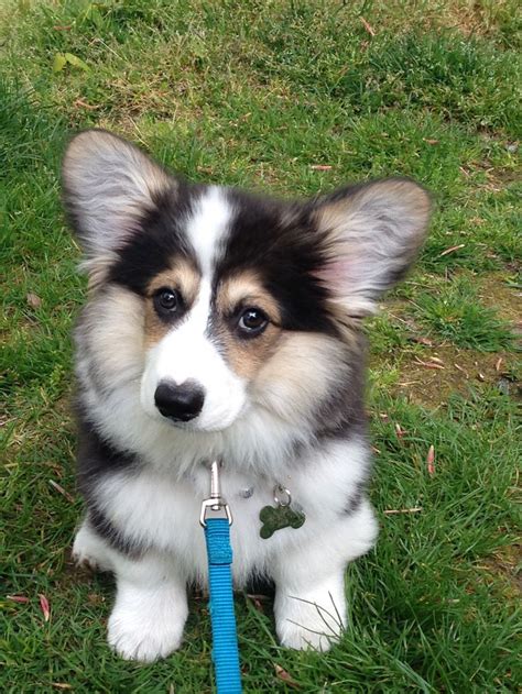 Baby Corgi, Cute Corgi Puppy, Corgi Funny, Fluffy Corgi, Fluffy Puppies, Cowboy Corgi, Birthday ...